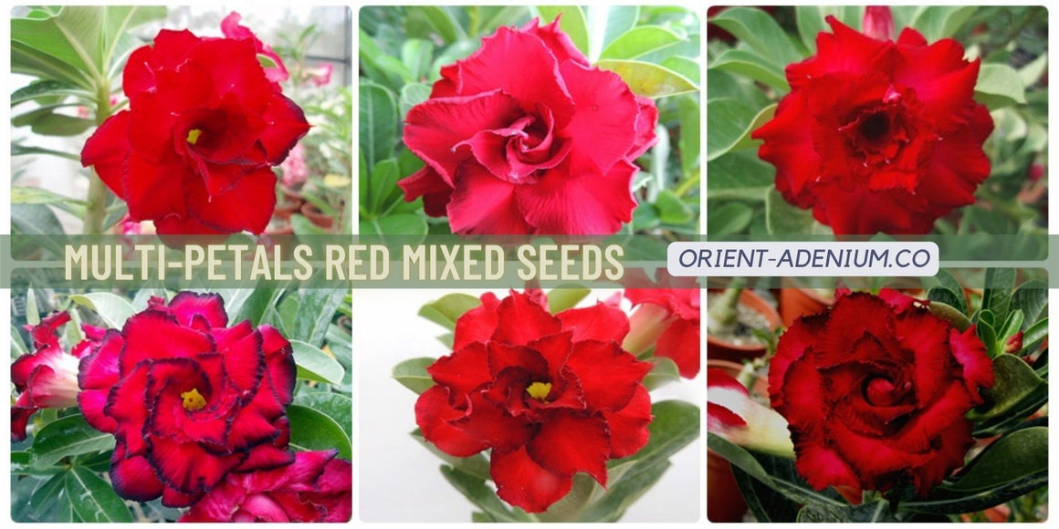 Adenium obesum Multi-petals mixed Red seeds