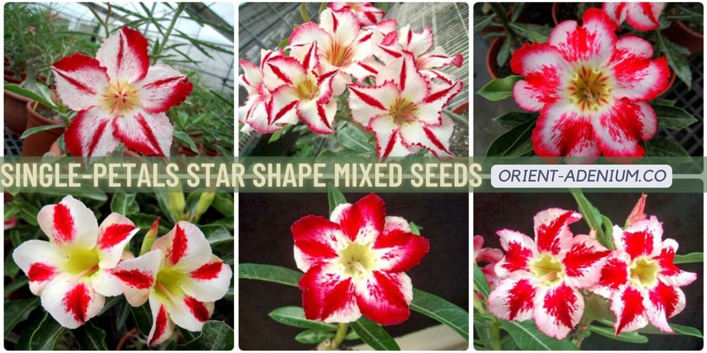 Adenium obesum Single-petals mixed Star Shape seeds