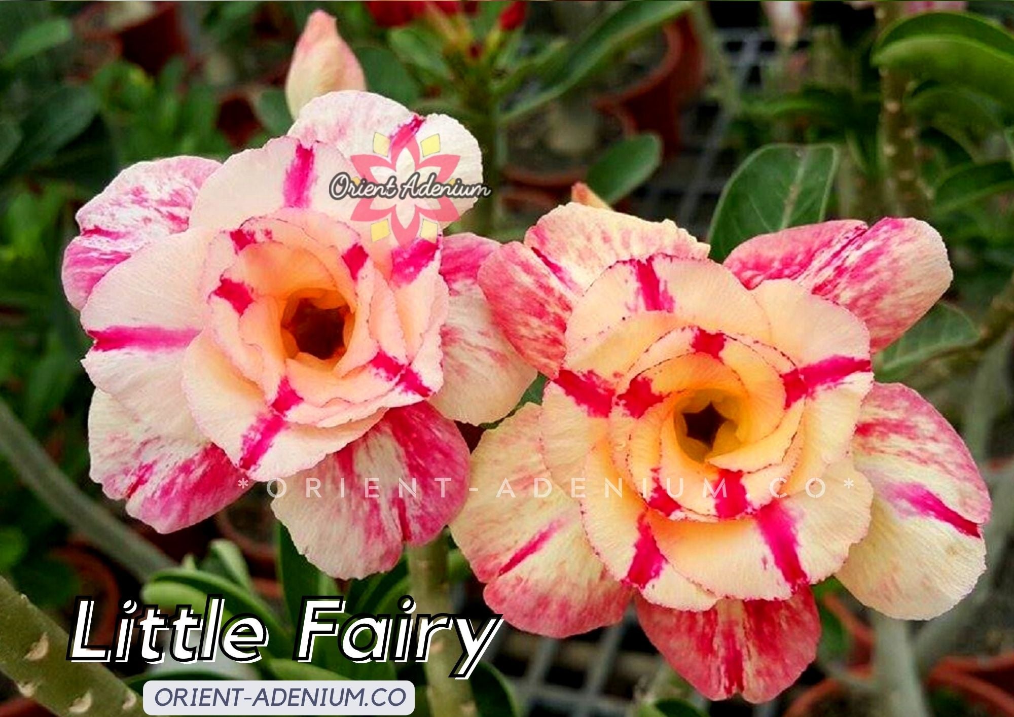 fairy rose seeds Adenium obesum Little Fairy seeds