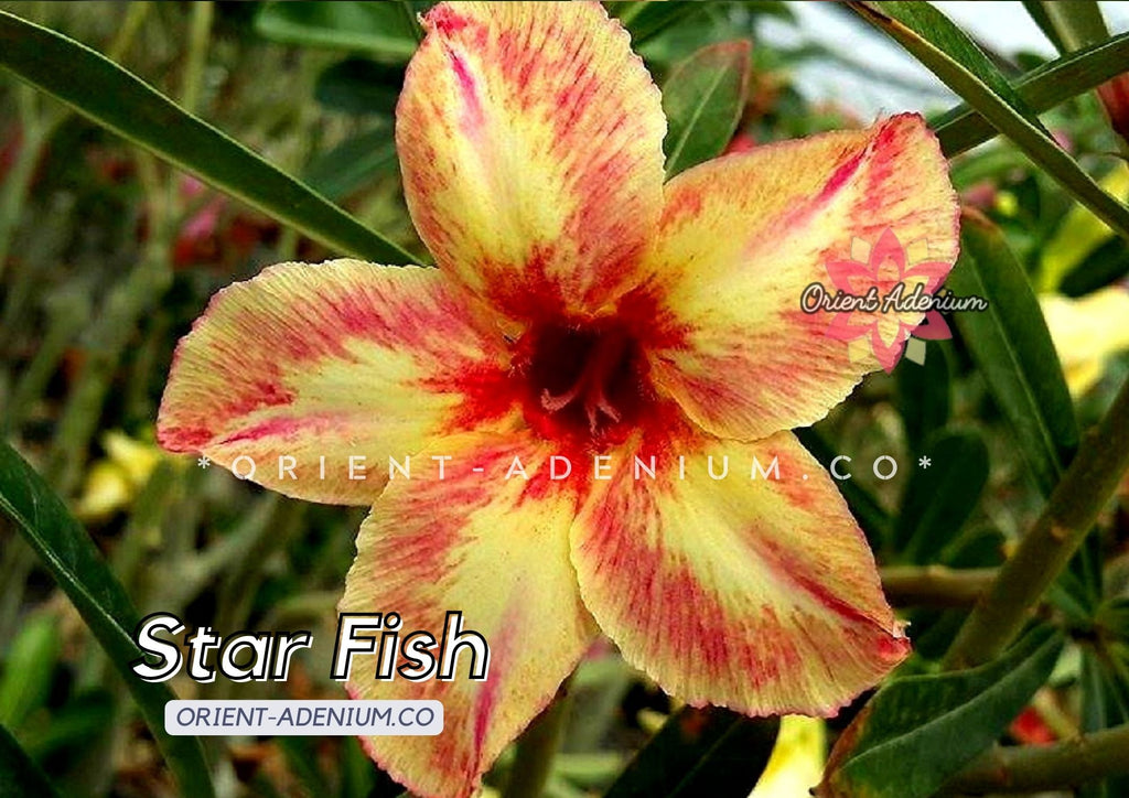 Adenium obesum Star Fish Grafted plant
