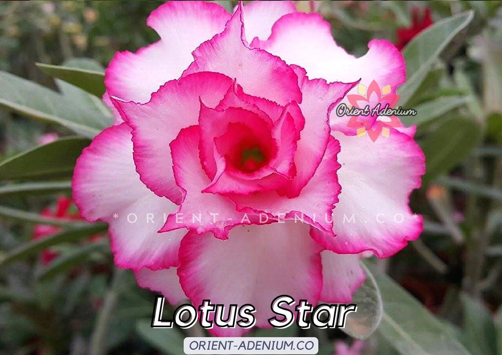 Adenium obesum Lotus Star seeds