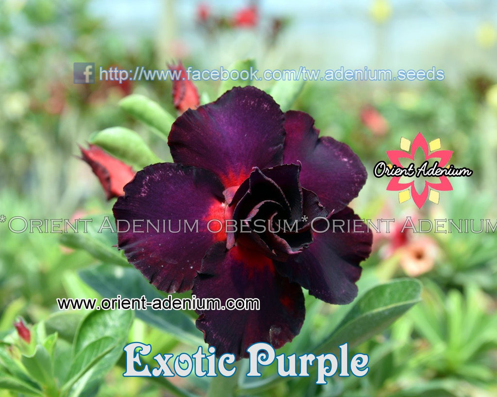 Adenium obesum Exotic Purple seeds