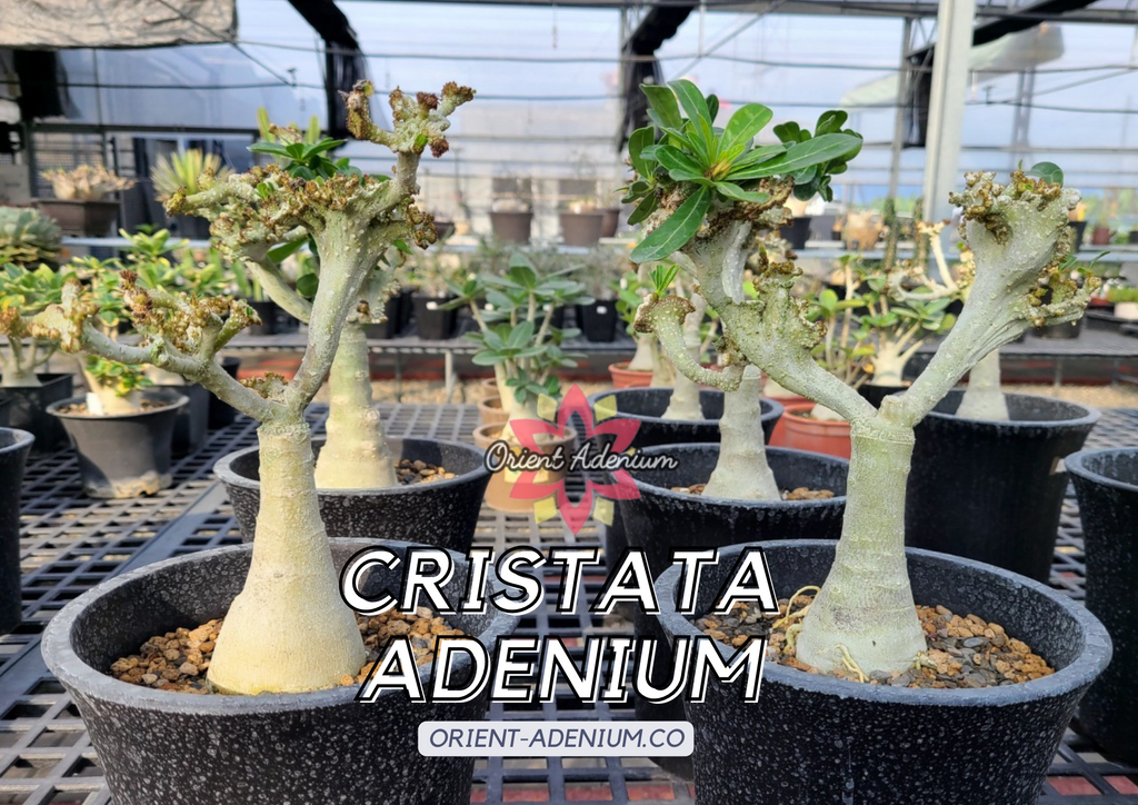 Adenium Cristata Grafted plant (Random Pick)