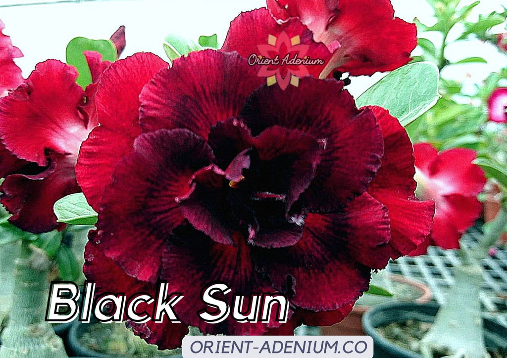 (CROSS BREED) Adenium obesum "Black Widow" X "Black Sun" seeds