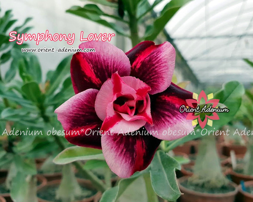 Adenium obesum Symphony Lover Grafted plant