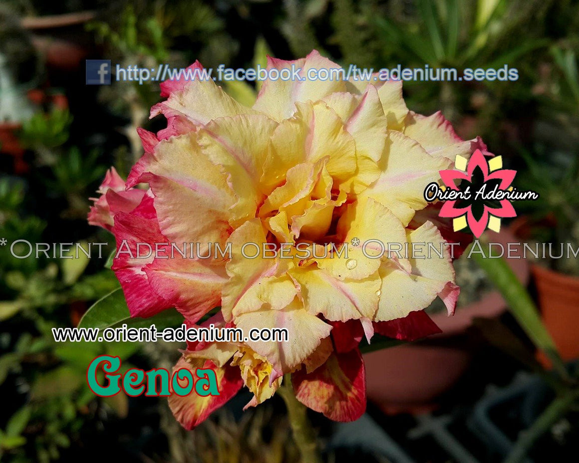 Adenium obesum Geona Grafted plant