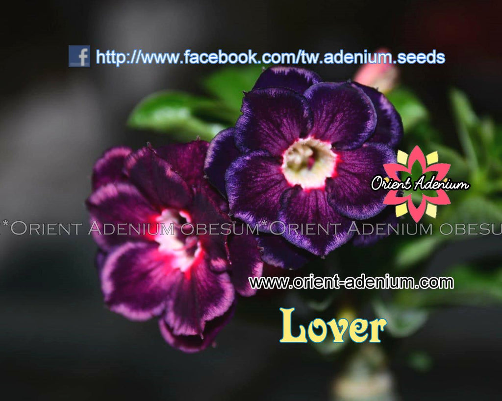 Adenium obesum Lover seeds
