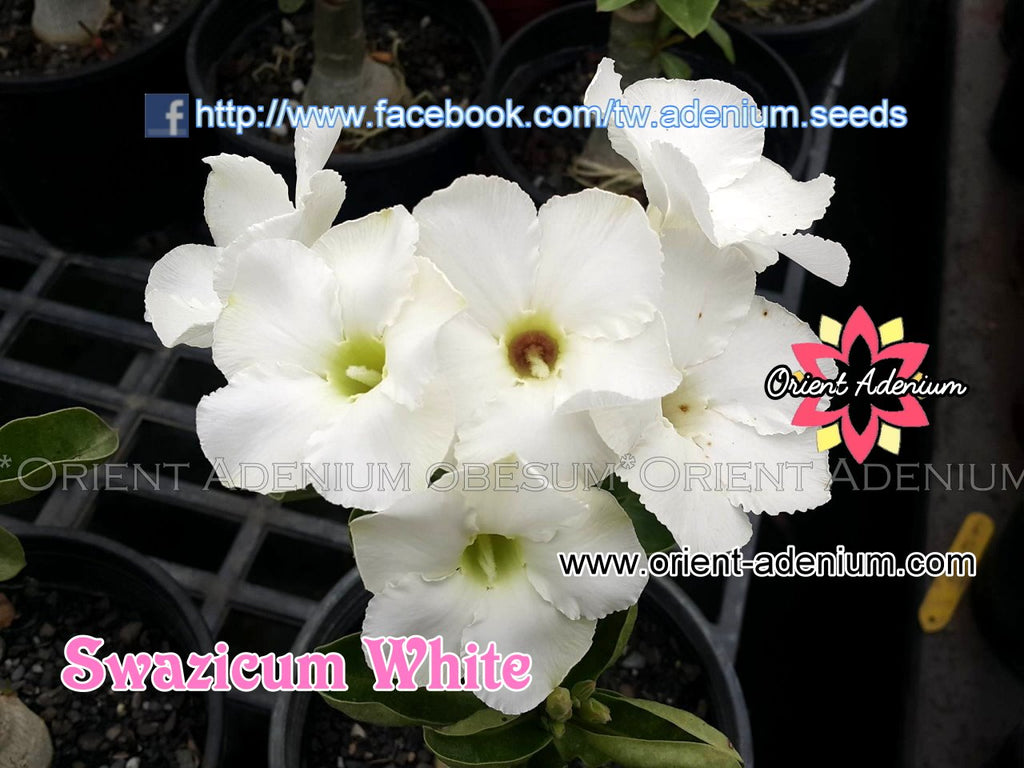 Adenium Swazicum White Swazicum Grafted plant