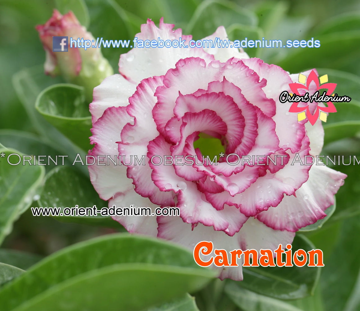 Adenium obesum Carnation Grafted plant