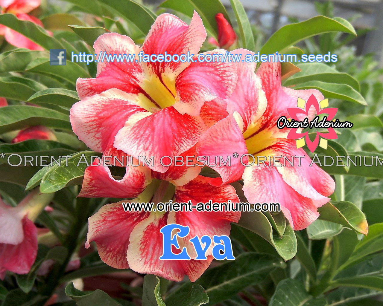 eva seeds pink plant Adenium obesum Eva seeds