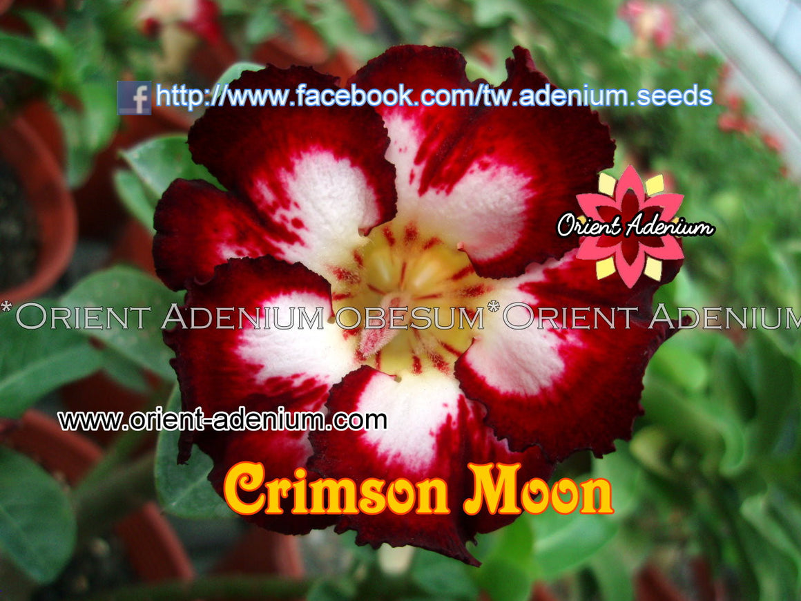Adenium obesum Crimson Moon Grafted plant
