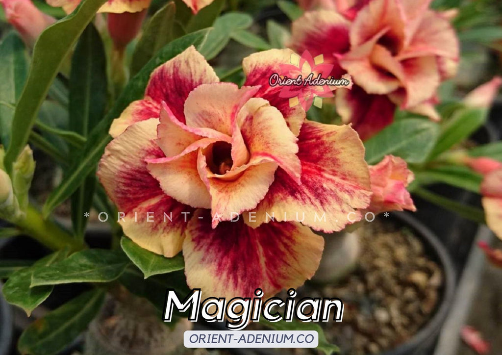 Adenium obesum Magician Grafted plant