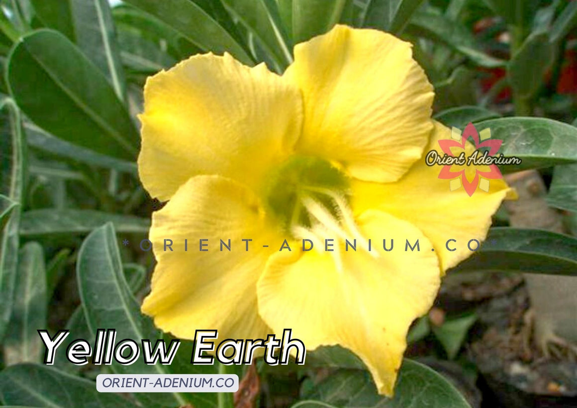 Adenium obesum Yellow Earth seeds