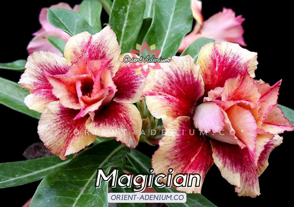 Adenium obesum Magician Grafted plant