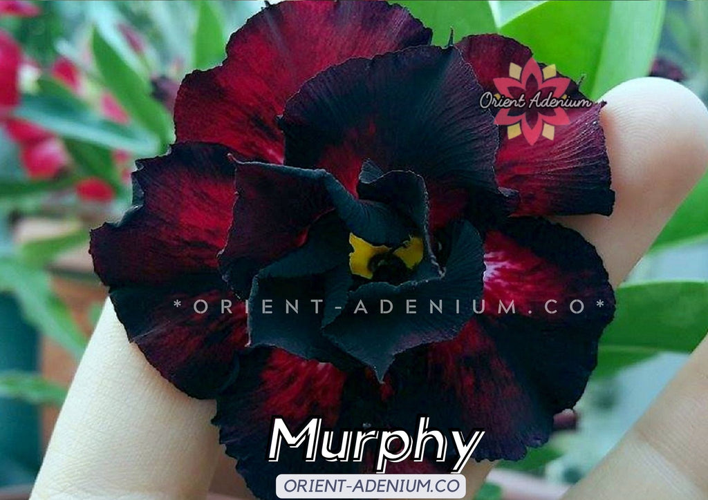 Adenium obesum Murphy seeds