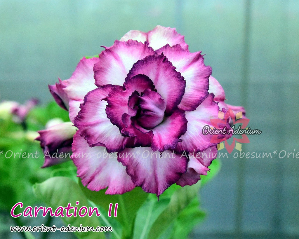 (CROSS BREED) Adenium obesum "Indigo Glaze" X "Carnation II" seeds