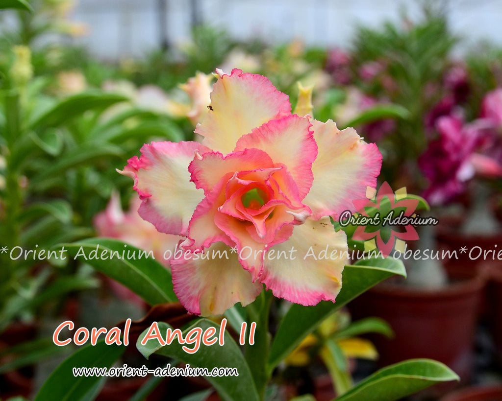 Adenium obesum Coral Angel II Grafted plant