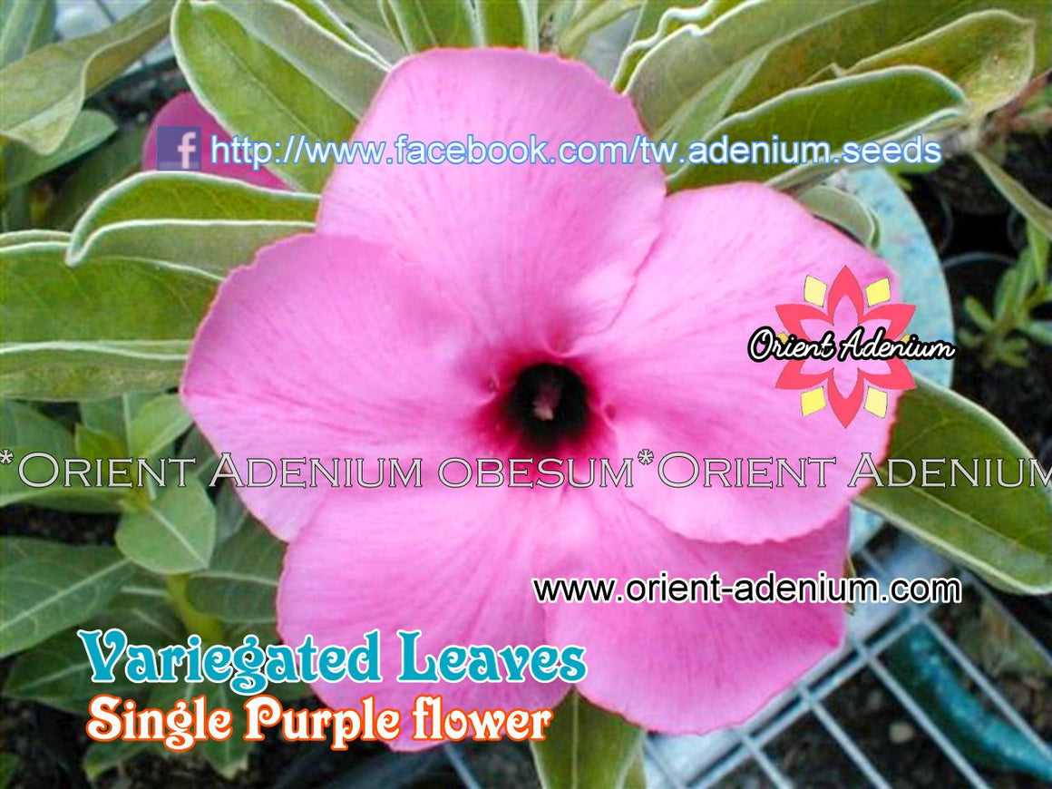 Adenium swazicum Variegated Leaves Single Purple