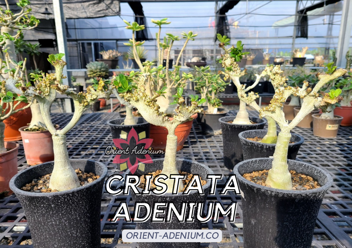 Adenium Cristata Grafted plant (Random Pick)