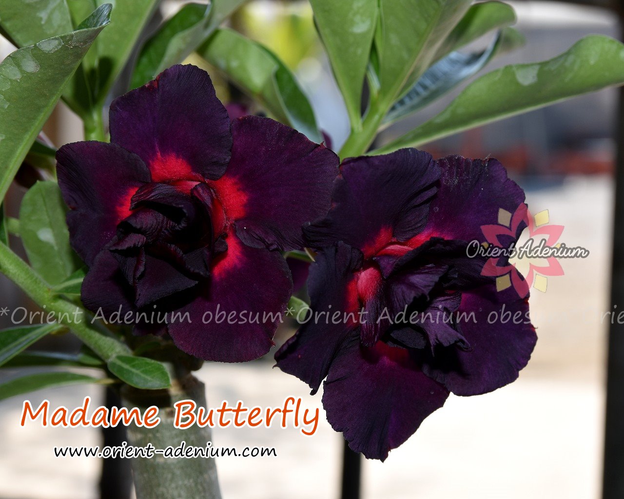 Adenium obesum Madame Butterfly seeds - Orient Adenium online store