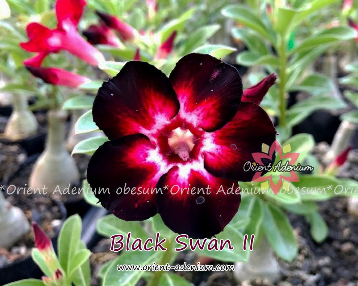 Adenium obesum Black Swan II Grafted plant