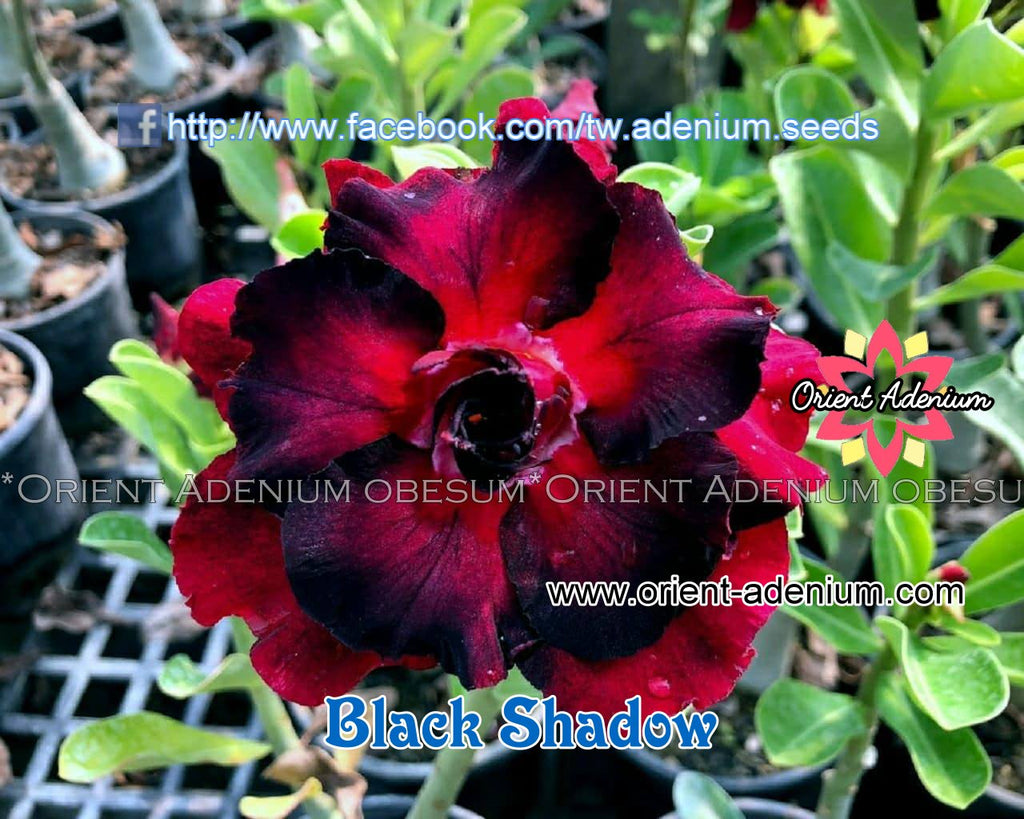 Adenium obesum Black Shadow seeds