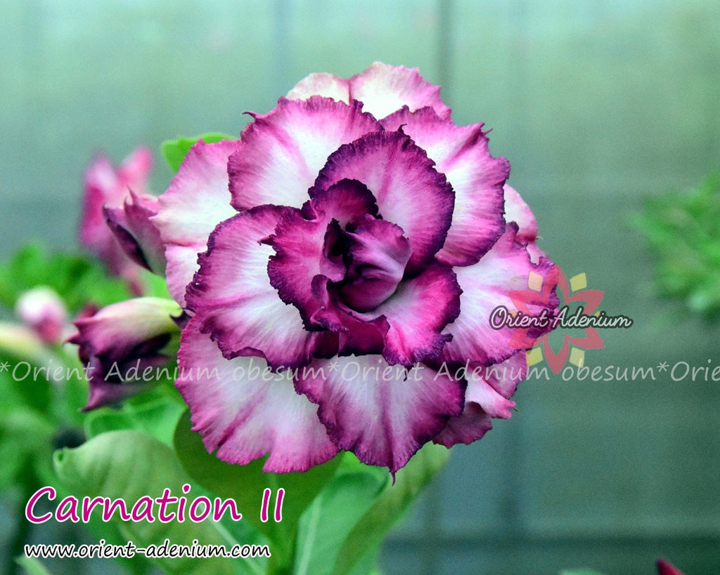 Adenium obesum Carnation II seeds