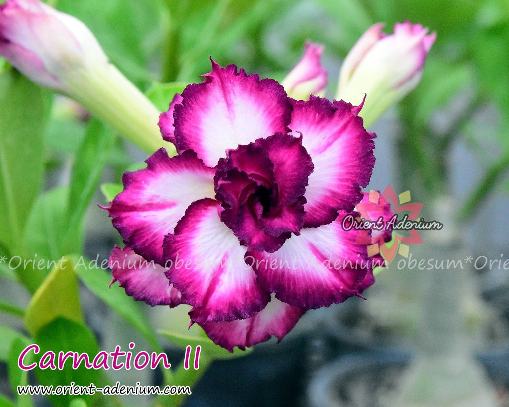 Adenium obesum Carnation II Grafted plant