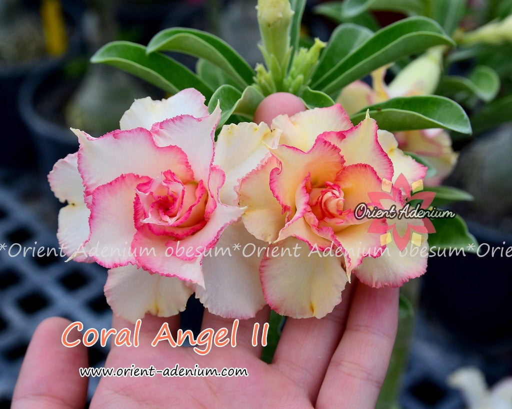 Adenium obesum Coral Angel II Grafted plant