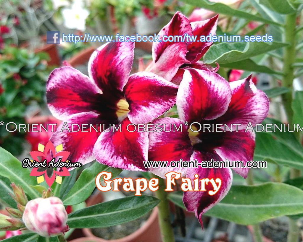 Adenium obesum Grape Fairy Grafted plant