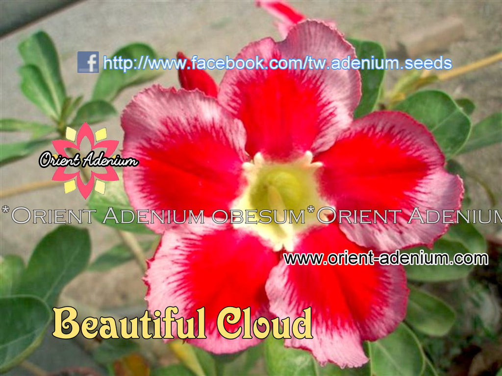 Adenium obesum Beautiful Cloud Grafted plant