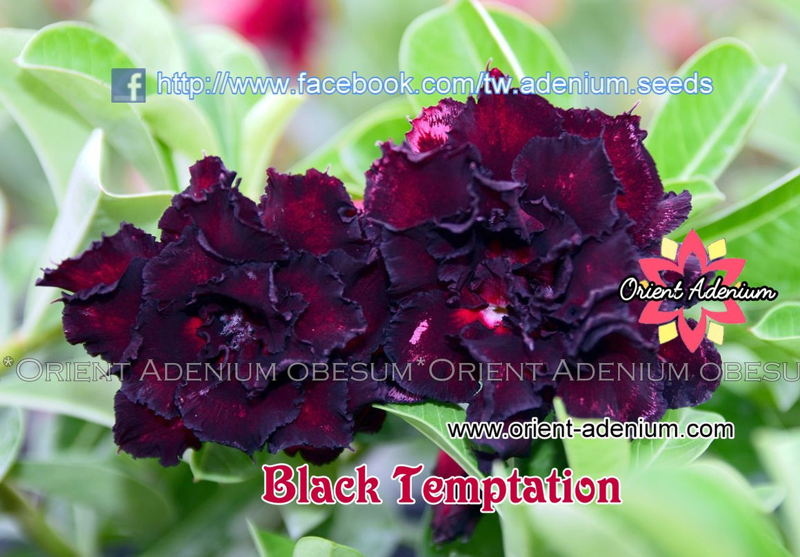 Adenium obesum Black Temptation seeds