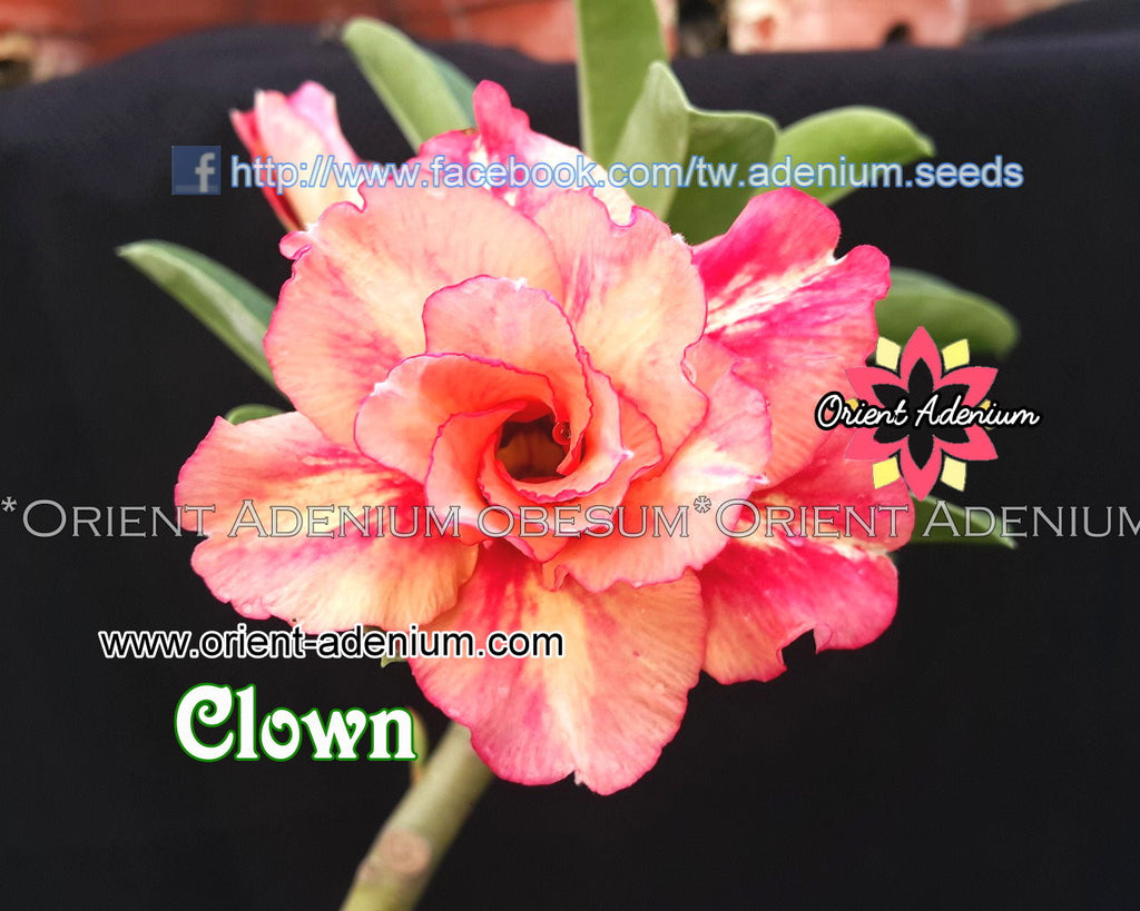 Adenium obesum Clown Grafted plant