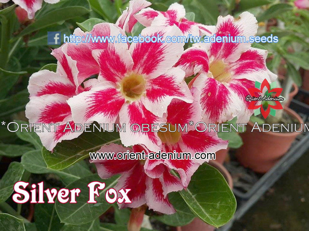 Adenium obesum Silver Fox Grafted plant