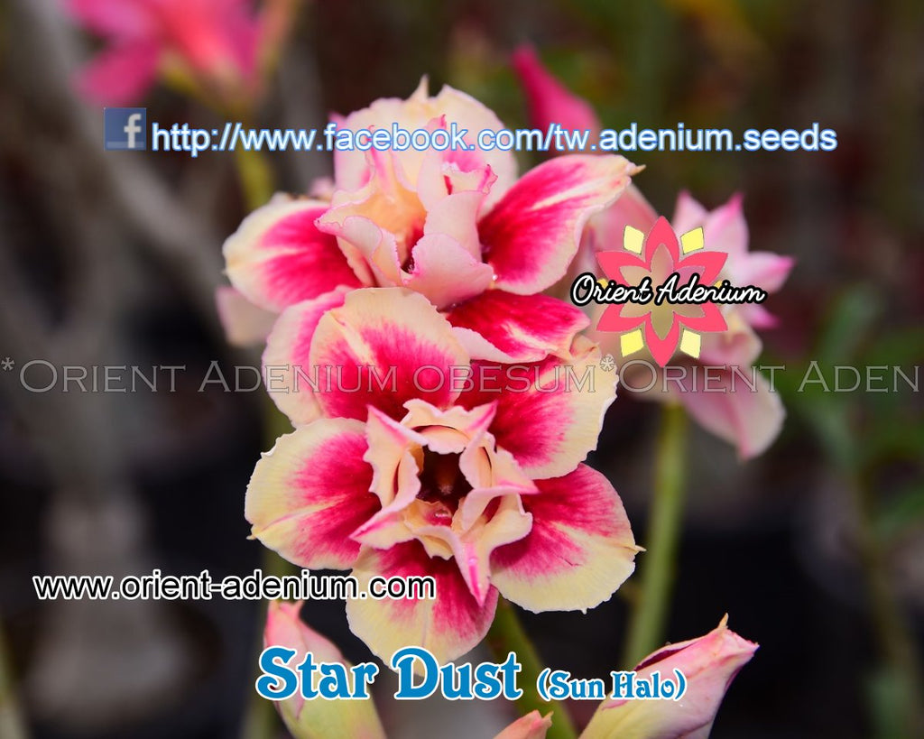 Adenium obesum Star Dust seeds