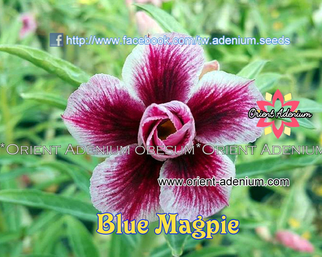 Adenium obesum Blue Magpie seeds