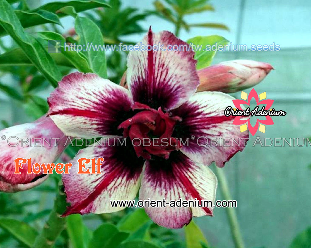 Adenium obesum Flower Elf Grafted plant