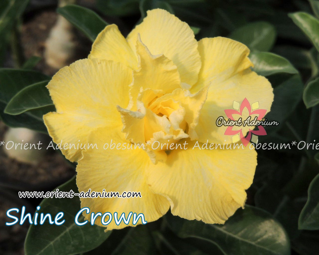 Adenium obesum Shine Crown seeds