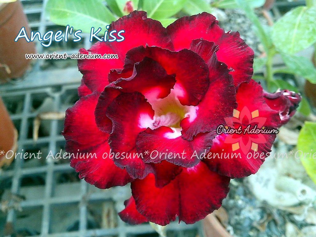 Adenium obesum Angel's Kiss seeds