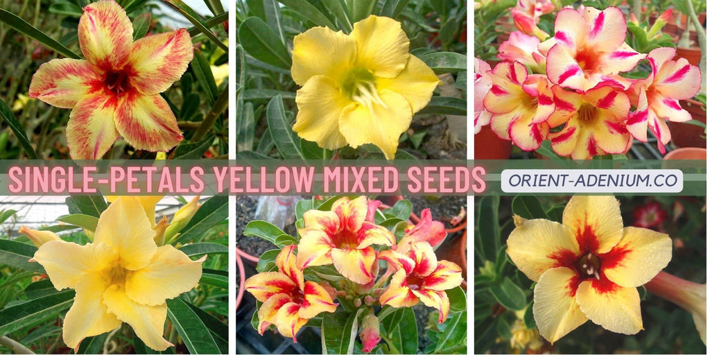 Adenium obesum Single-petals mixed Yellow seeds