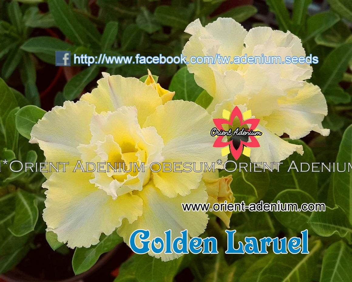 Adenium obesum Golden Laruel Grafted plant