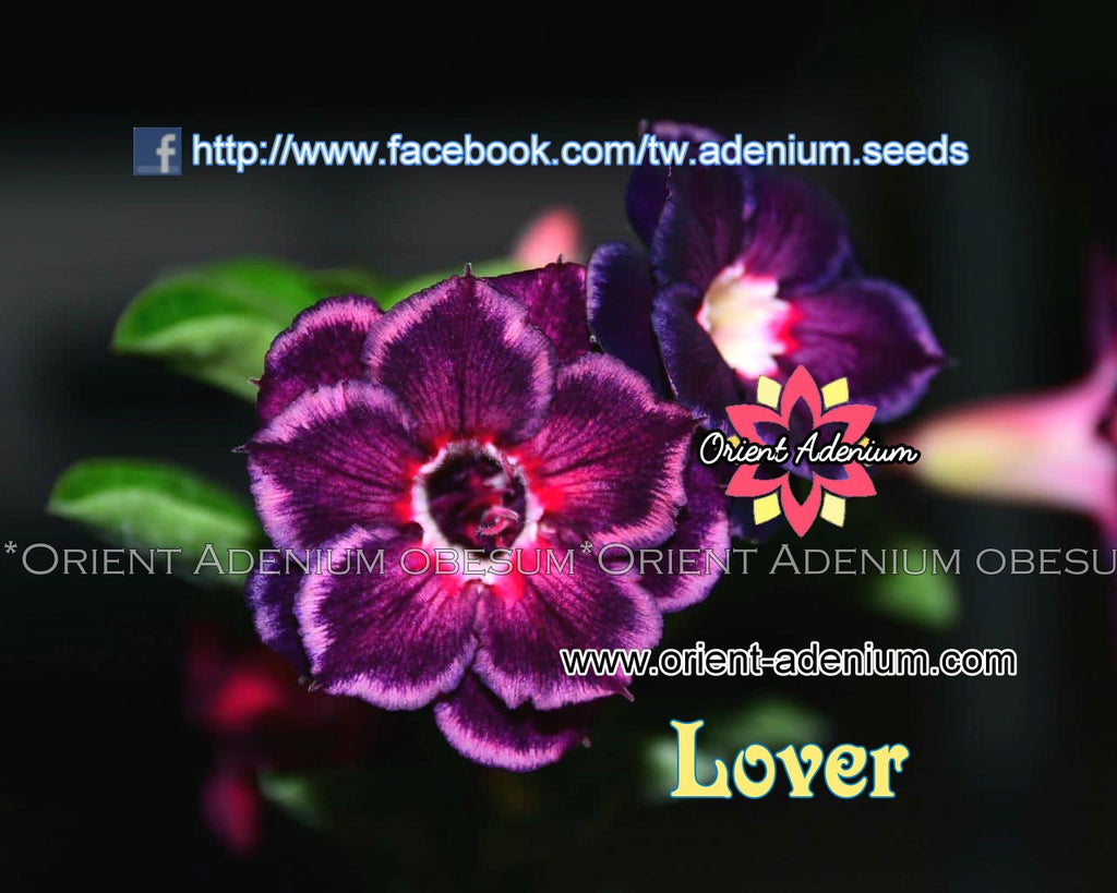 Adenium obesum Lover seeds