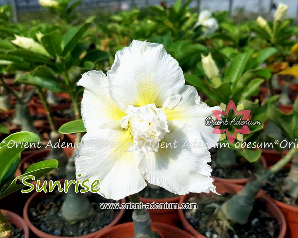 Adenium obesum Sunrise Grafted plant