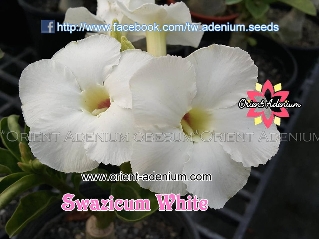 Adenium Swazicum White Swazicum Grafted plant
