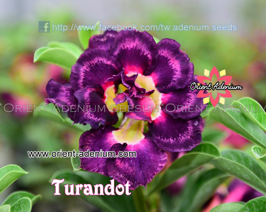 Adenium obesum Turandot Grafted plant