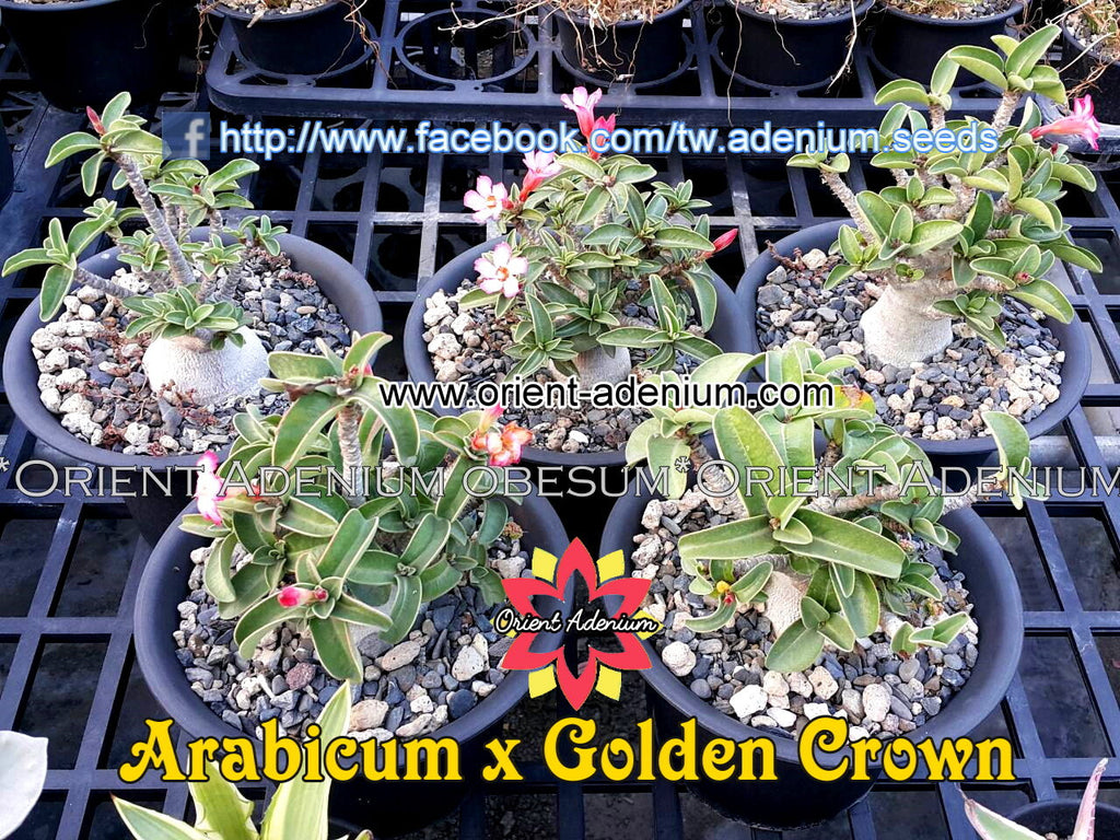 Adenium obesum Arabicum X Golden Crown seeds
