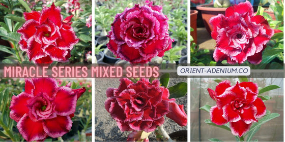 Adenium obesum Multi-petals Miracle Series seeds