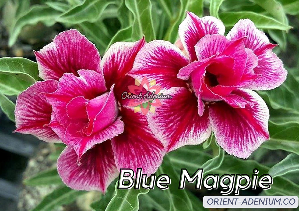 (CROSS BREED) Adenium obesum "Blue Magpie" X "Pink Sweetheart" seeds
