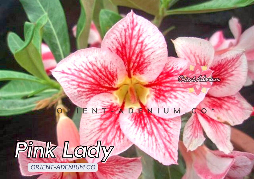 Adenium Obesum Pink Lady seeds
