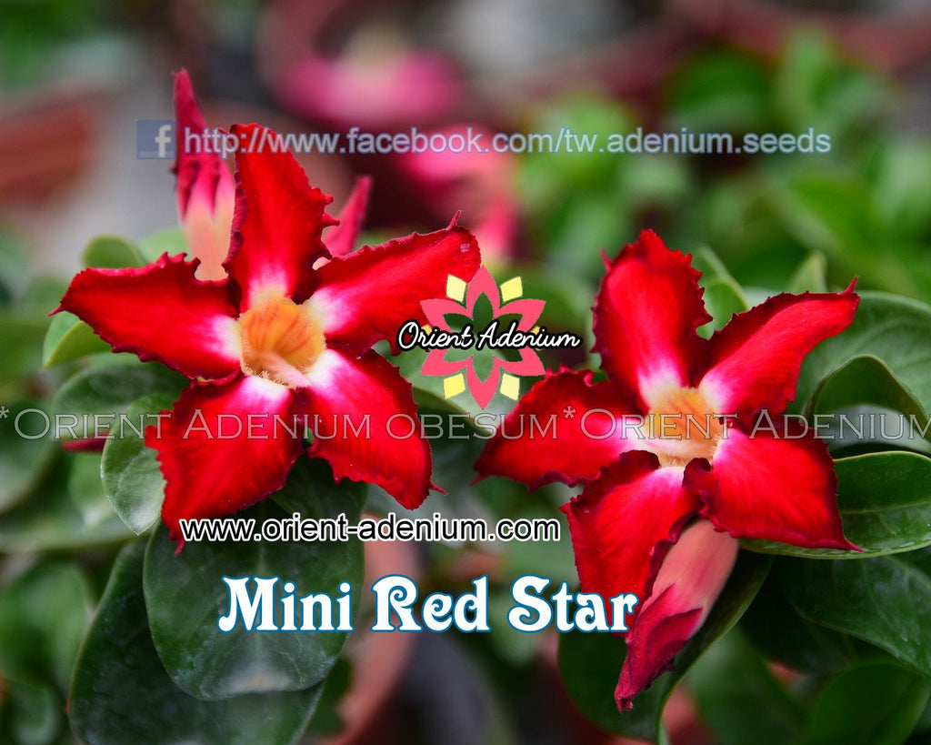 Adenium Mini Red Star Grafted Plant
